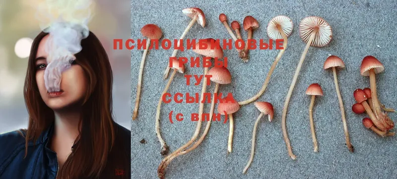 Псилоцибиновые грибы MAGIC MUSHROOMS  как найти   Голицыно 